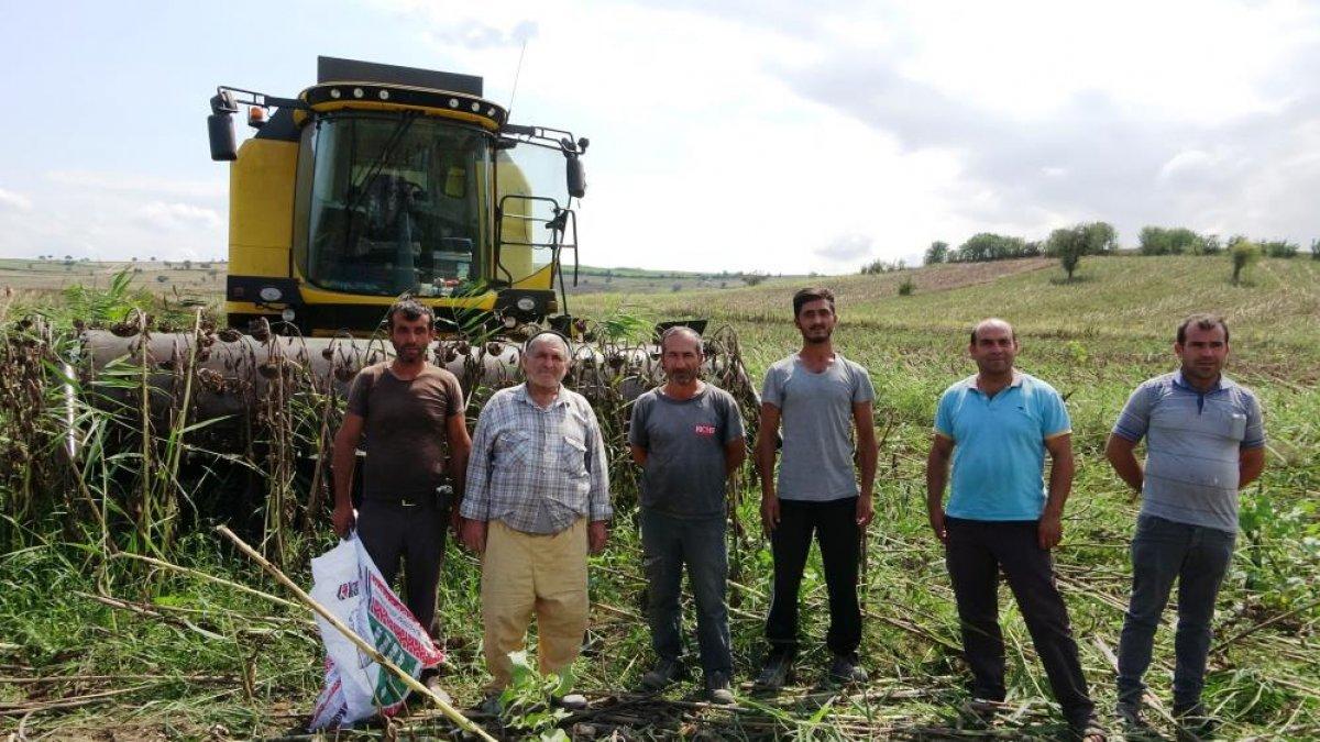 Samsun'da ayçiçeğinin hasadına başlandı