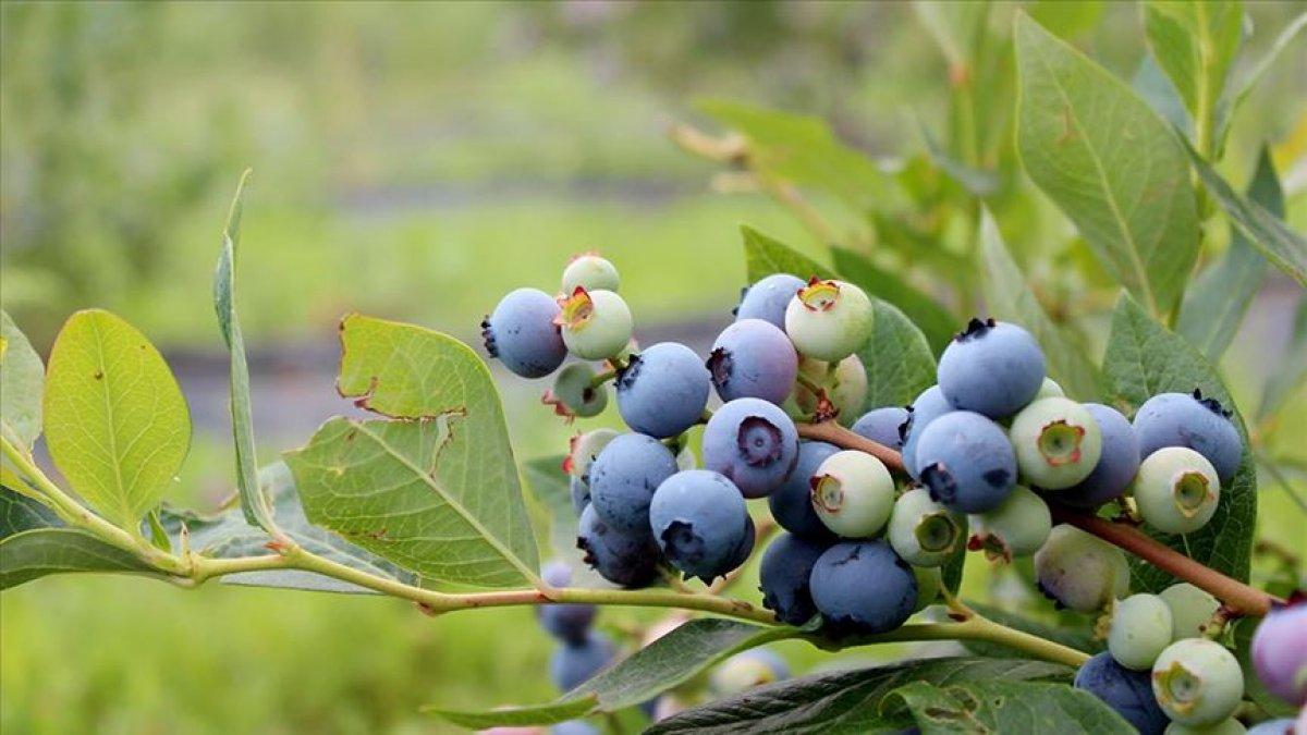 Antioksidan gücü en yüksek 9 besin