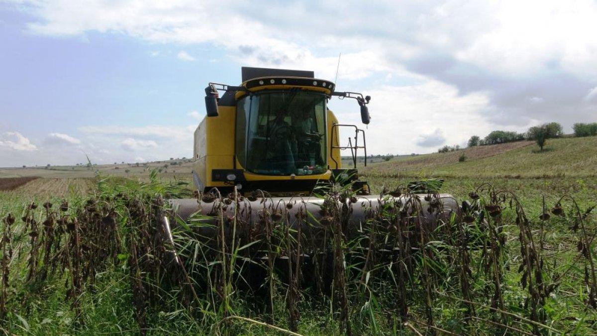 Samsun'da ayçiçeğinin hasadına başlandı