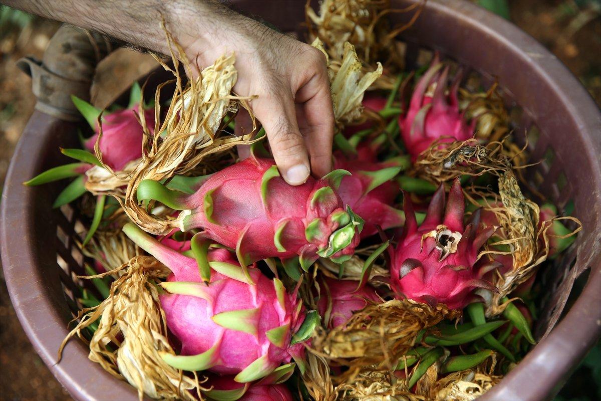 Ejder meyvesi fiyatı ile sevindirdi