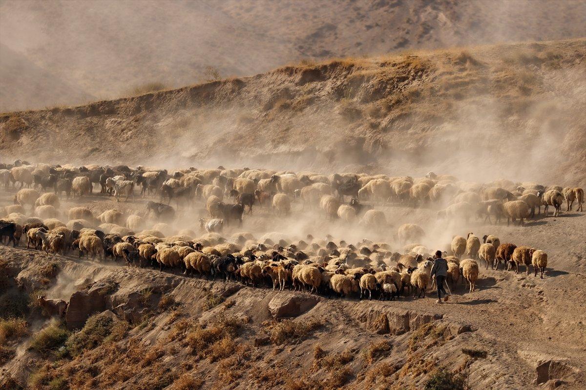 Bitlis'te sürülerin yayla yolculuğu görüntülendi