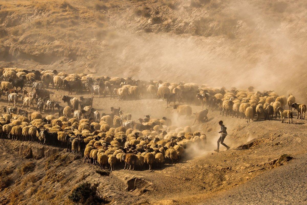 Bitlis'te sürülerin yayla yolculuğu görüntülendi