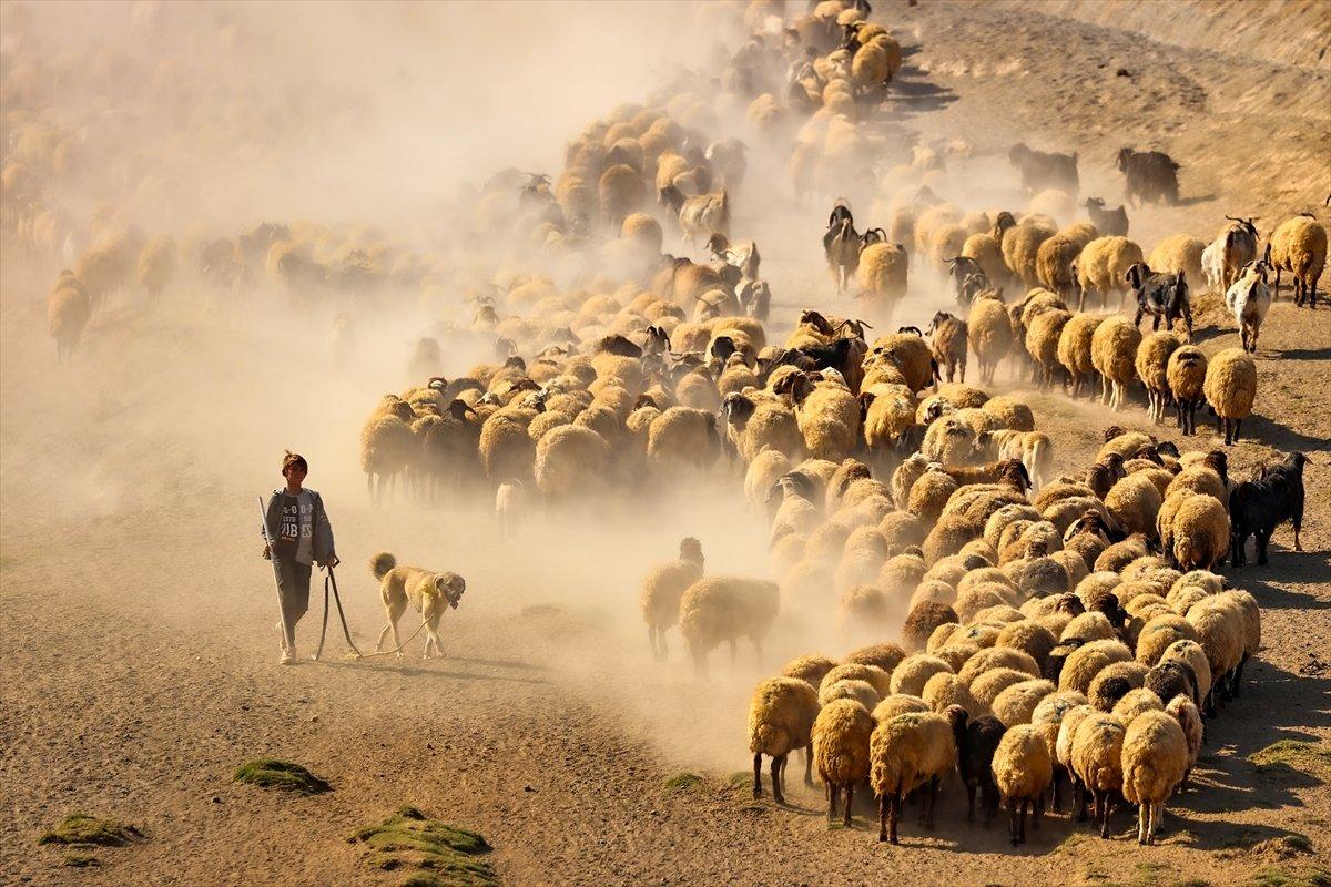 Bitlis'te sürülerin yayla yolculuğu görüntülendi