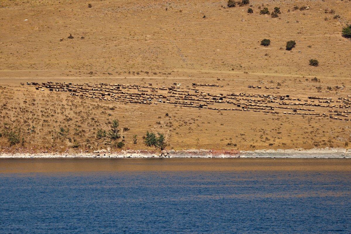 Bitlis'te sürülerin yayla yolculuğu görüntülendi