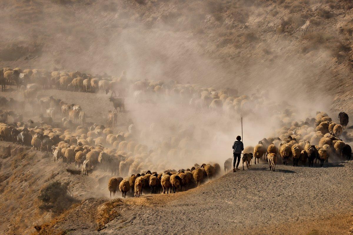 Bitlis'te sürülerin yayla yolculuğu görüntülendi