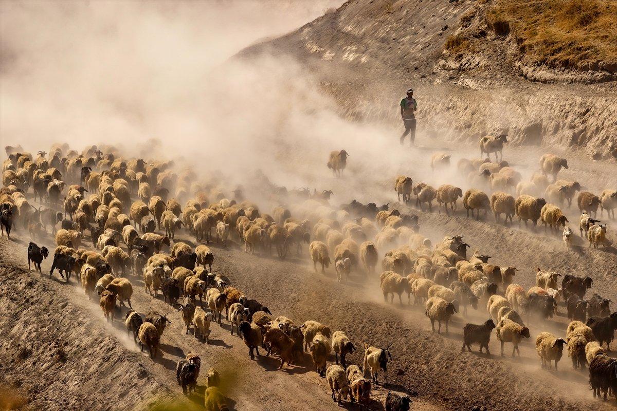 Bitlis'te sürülerin yayla yolculuğu görüntülendi