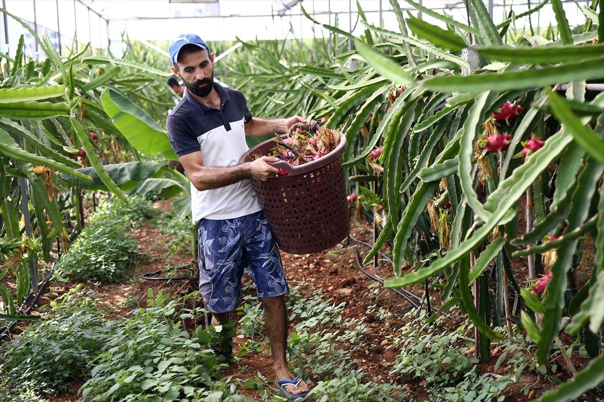 Ejder meyvesi fiyatı ile sevindirdi