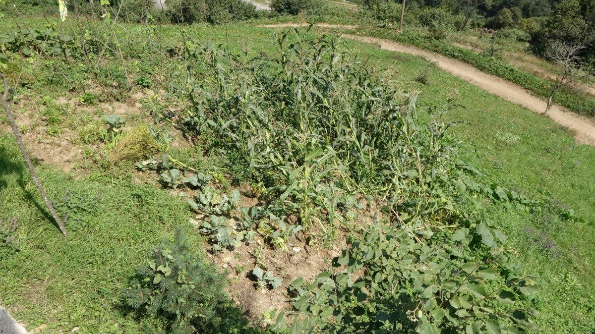 Trabzon’da tatil yapan İTÜ’lü öğretim üyesinin ayı ile başı dertte