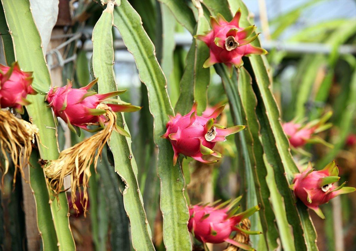 Ejder meyvesi fiyatı ile sevindirdi