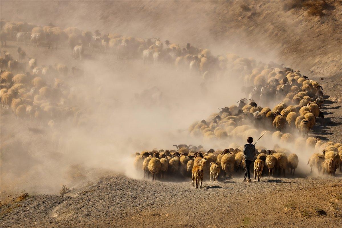 Bitlis'te sürülerin yayla yolculuğu görüntülendi