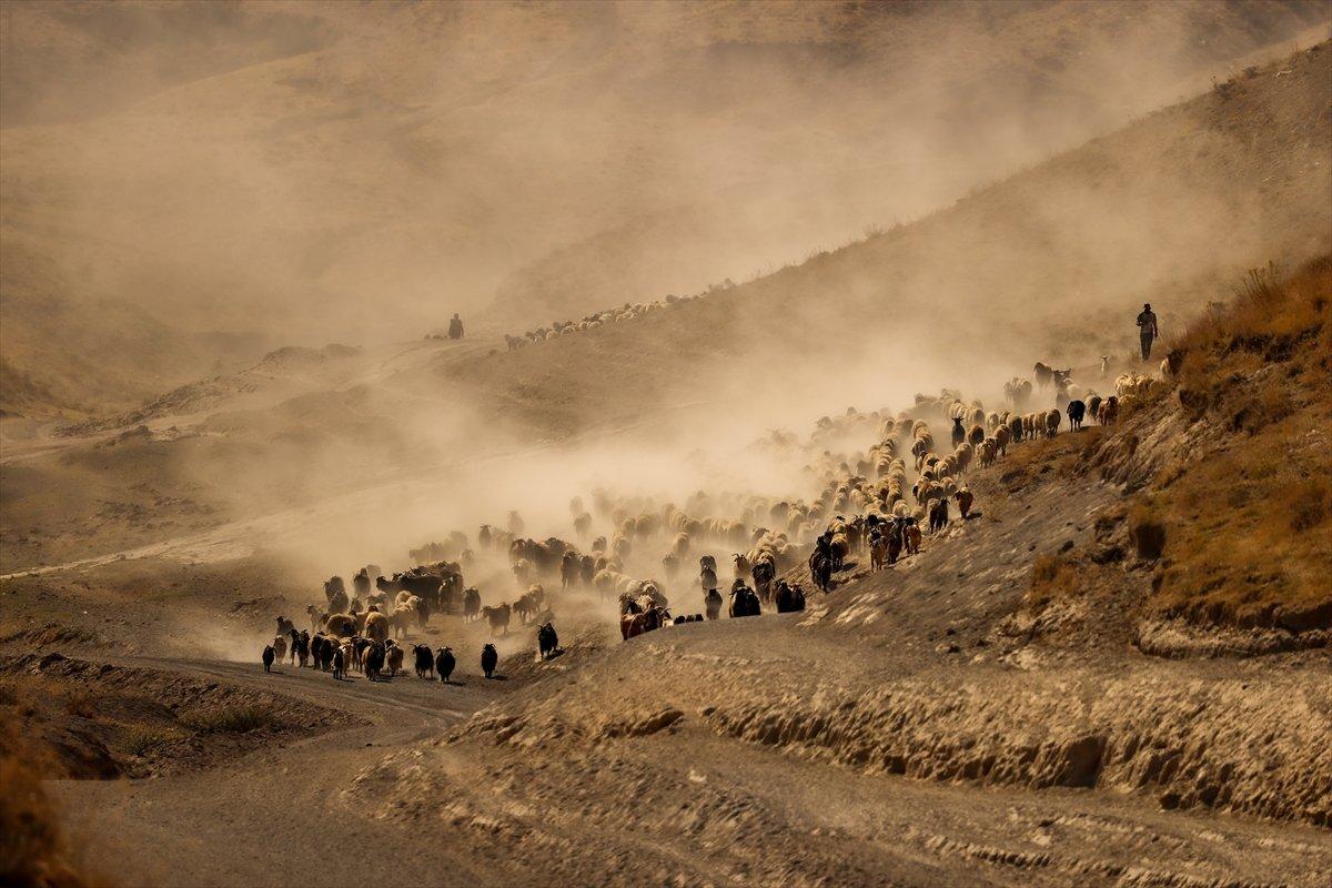 Bitlis'te sürülerin yayla yolculuğu görüntülendi