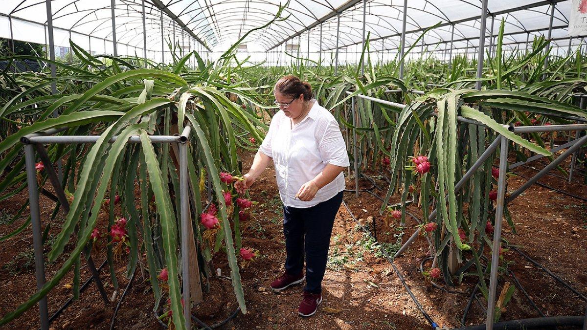Ejder meyvesi fiyatı ile sevindirdi