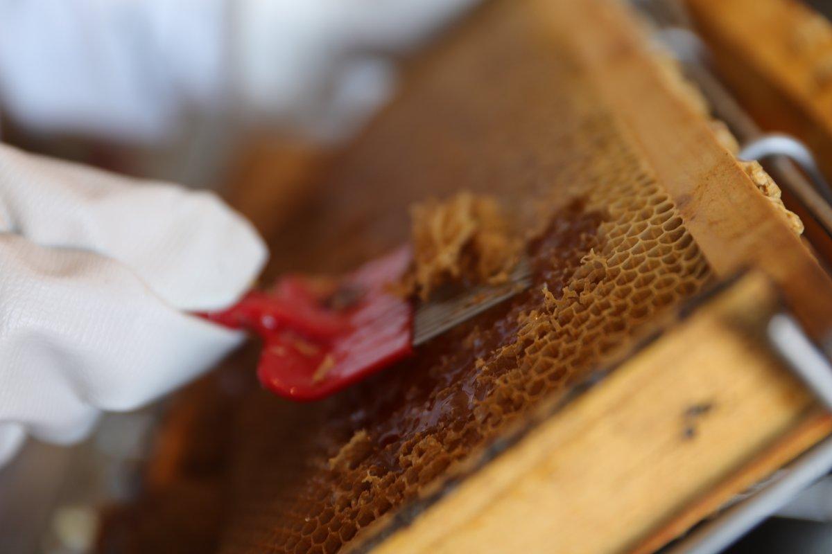 Ardahan'da bal sağımı başladı