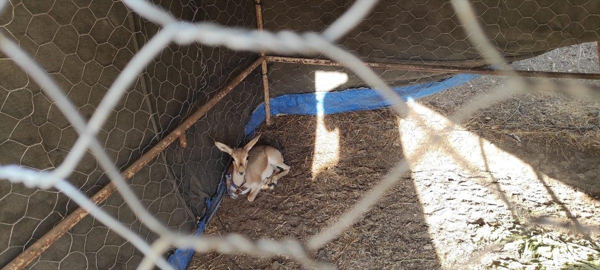 Kırıkkale'de nesli tükenmekte olan 2 ceylana el konuldu