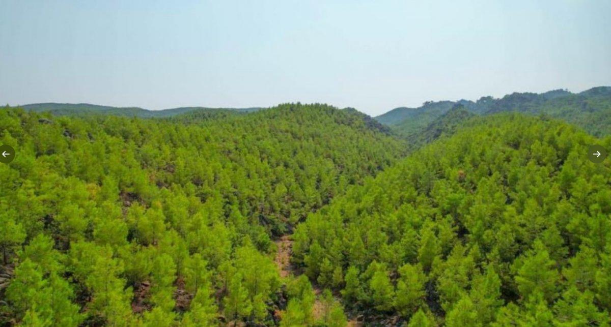 Manavgat'ta 2008 yılında yanan ormanlar yeniden yeşillendi