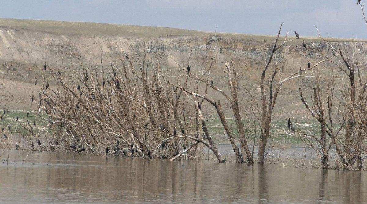Kars’ta baraj suyu çekildi