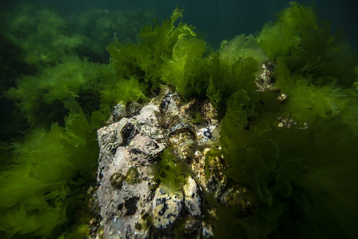 İstanbul sahilleri müsilajdan arındırıldı