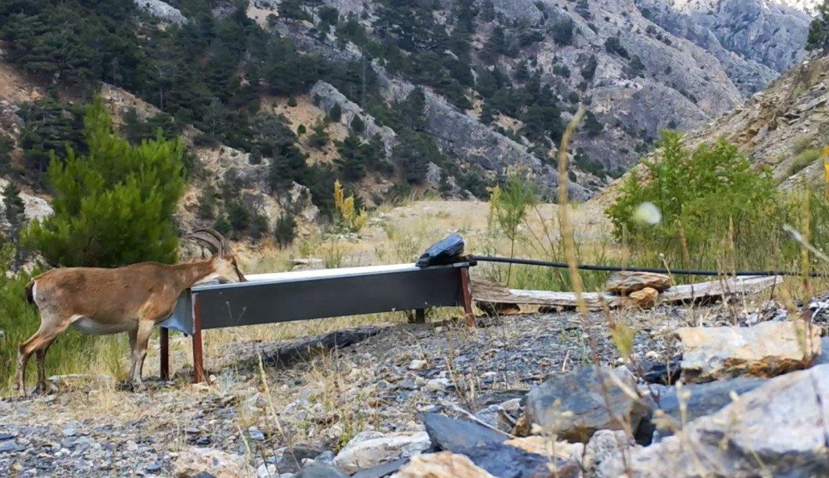 Yalaklarda serinleyen hayvanlar