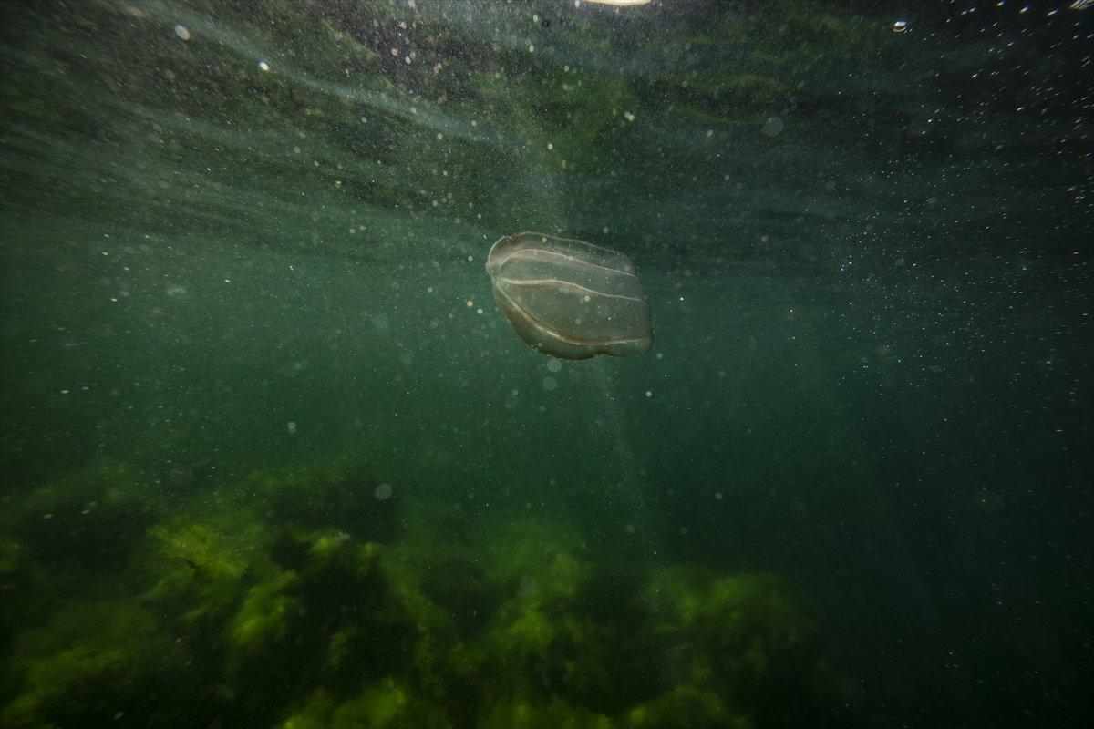 İstanbul sahilleri müsilajdan arındırıldı