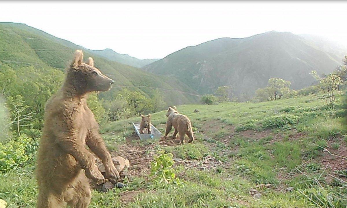 Yalaklarda serinleyen hayvanlar