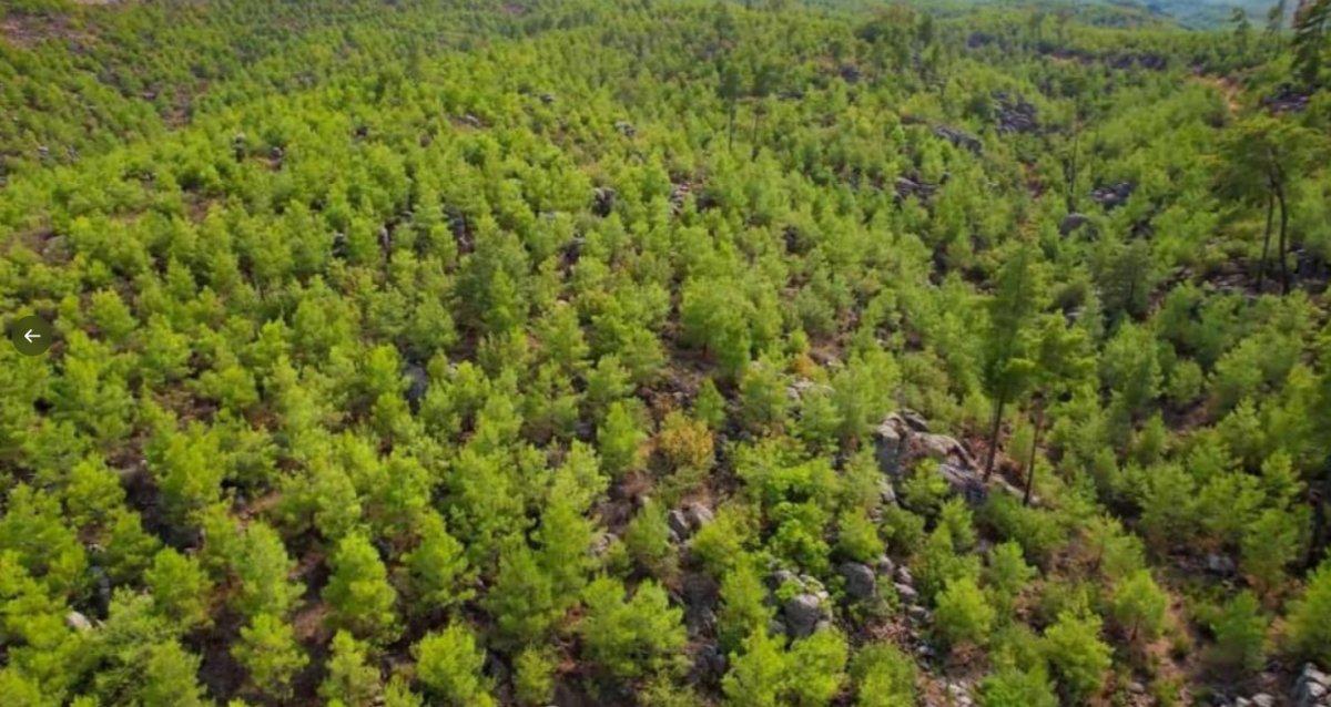 Manavgat'ta 2008 yılında yanan ormanlar yeniden yeşillendi