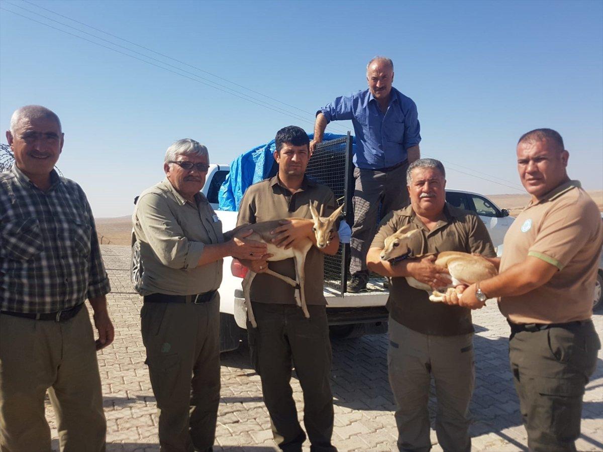 Kırıkkale'de nesli tükenmekte olan 2 ceylana el konuldu