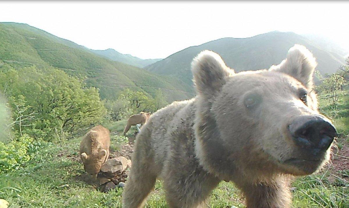 Yalaklarda serinleyen hayvanlar