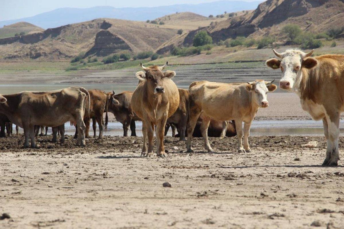 Sivas'ta suların çekildiği baraj, yürüyüş alanına döndü