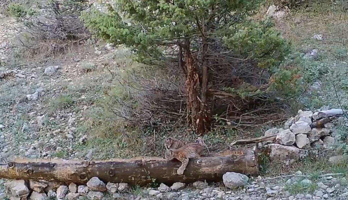 Yalaklarda serinleyen hayvanlar