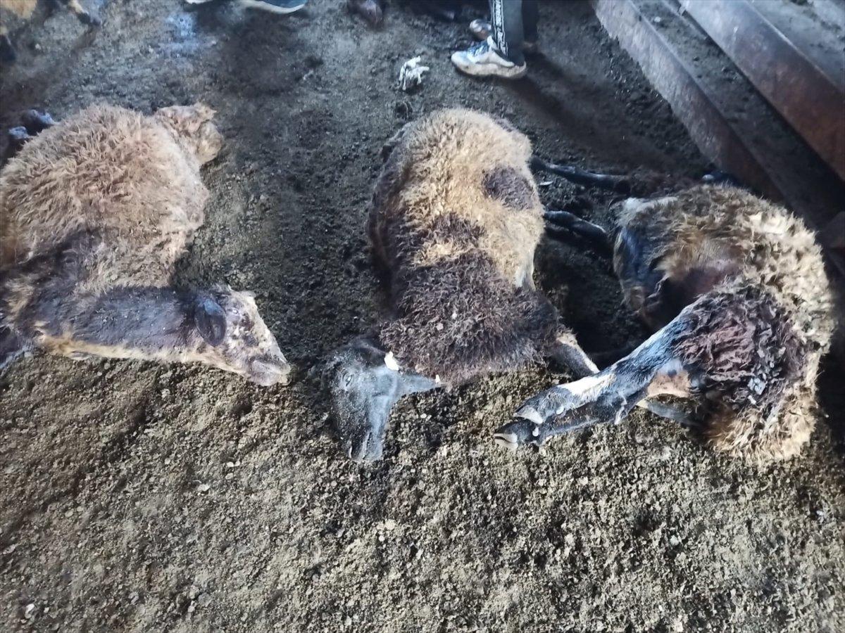 Erzurum'da 40 koyun telef oldu
