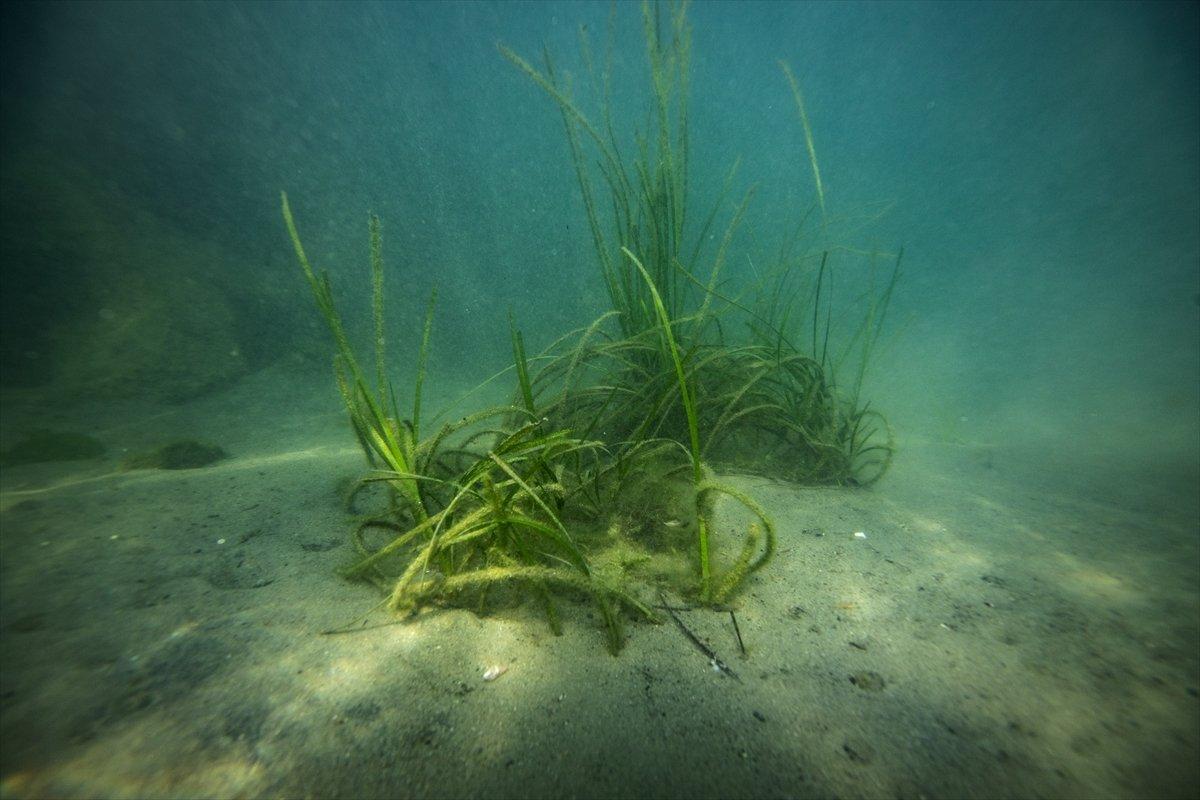 İstanbul sahilleri müsilajdan arındırıldı