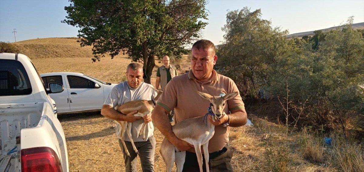 Kırıkkale'de nesli tükenmekte olan 2 ceylana el konuldu