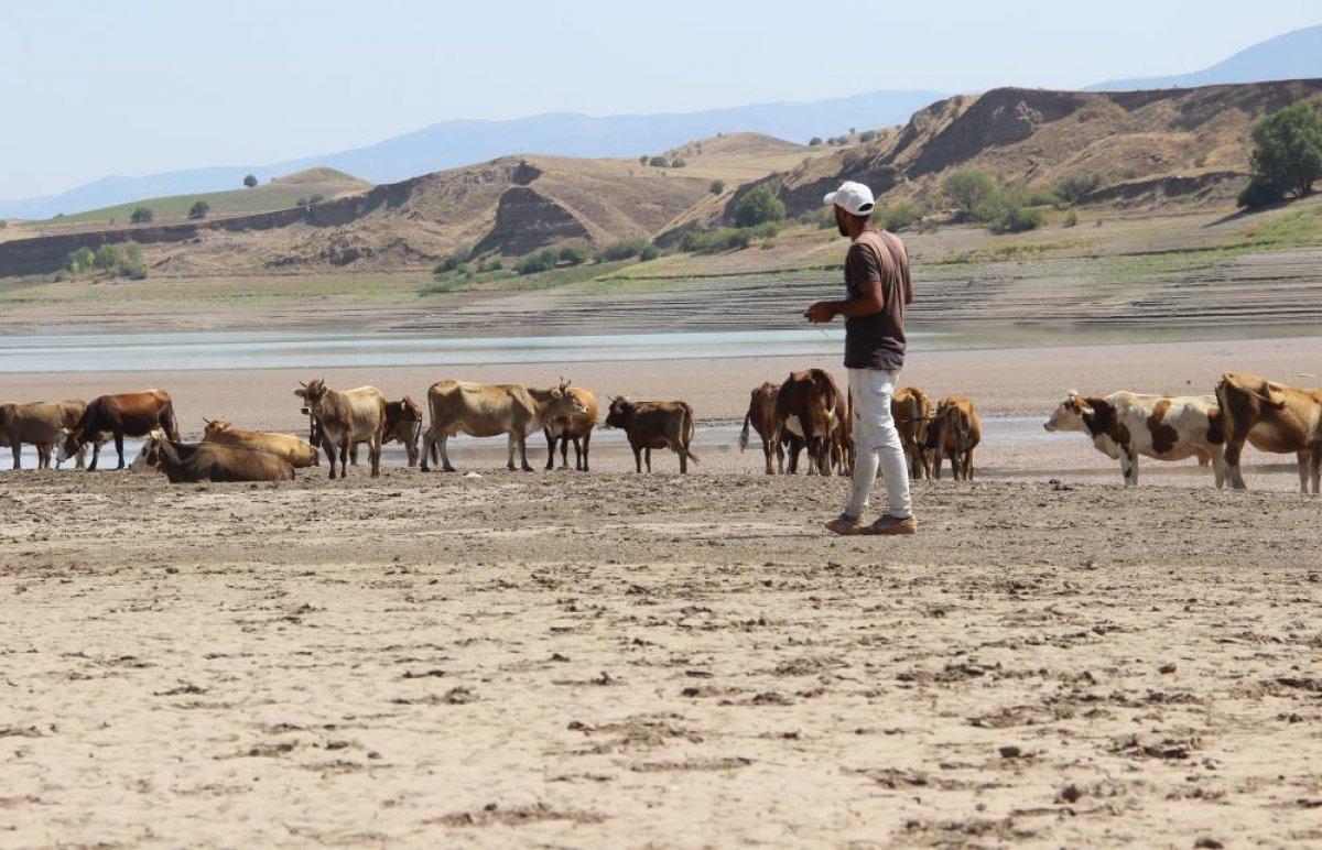 Sivas'ta suların çekildiği baraj, yürüyüş alanına döndü
