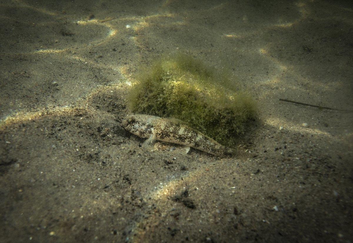 İstanbul sahilleri müsilajdan arındırıldı