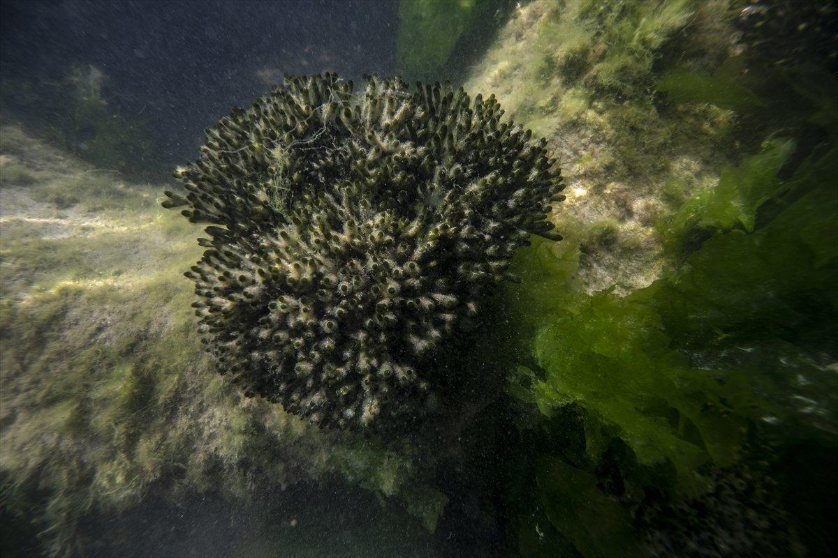 İstanbul sahilleri müsilajdan arındırıldı