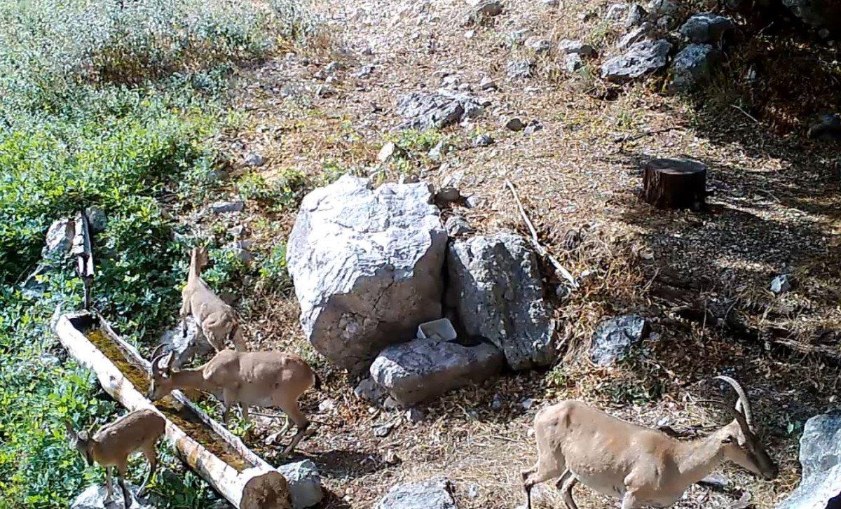 Yalaklarda serinleyen hayvanlar