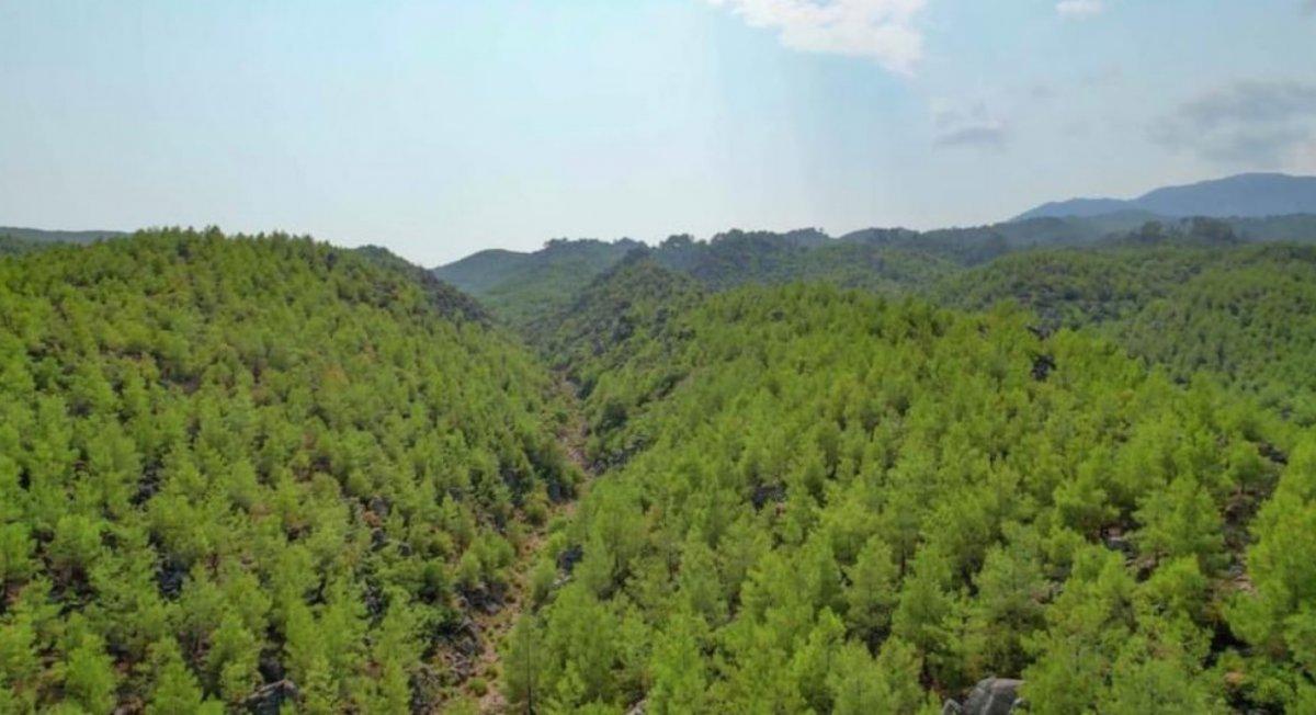 Manavgat'ta 2008 yılında yanan ormanlar yeniden yeşillendi