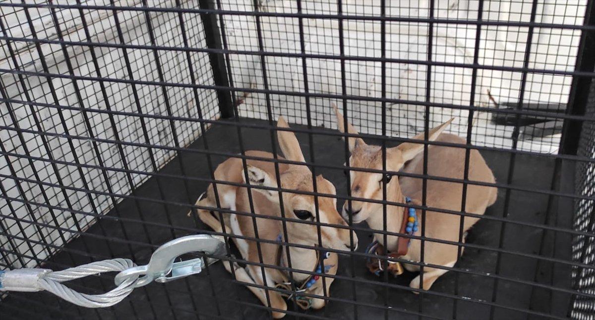 Kırıkkale'de nesli tükenmekte olan 2 ceylana el konuldu