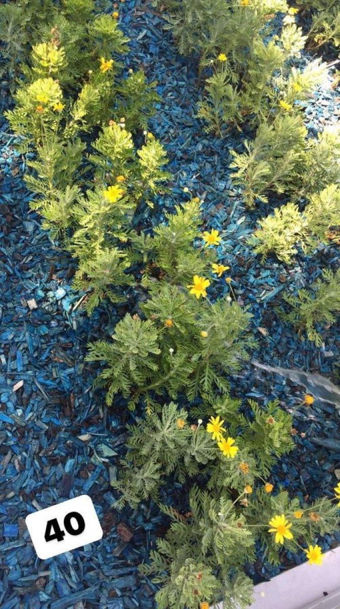 Alişan kardeşinin mezarı başında gözyaşlarına boğuldu