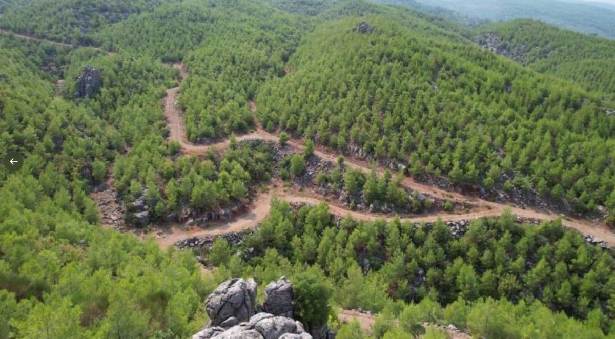 Manavgat'ta 2008 yılında yanan ormanlar yeniden yeşillendi