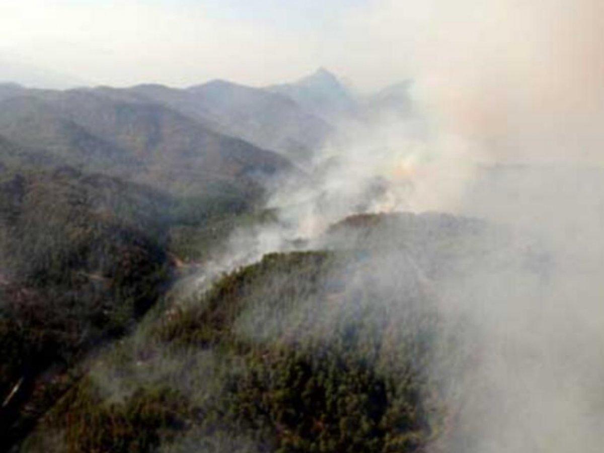 Manavgat'ta 2008 yılında yanan ormanlar yeniden yeşillendi