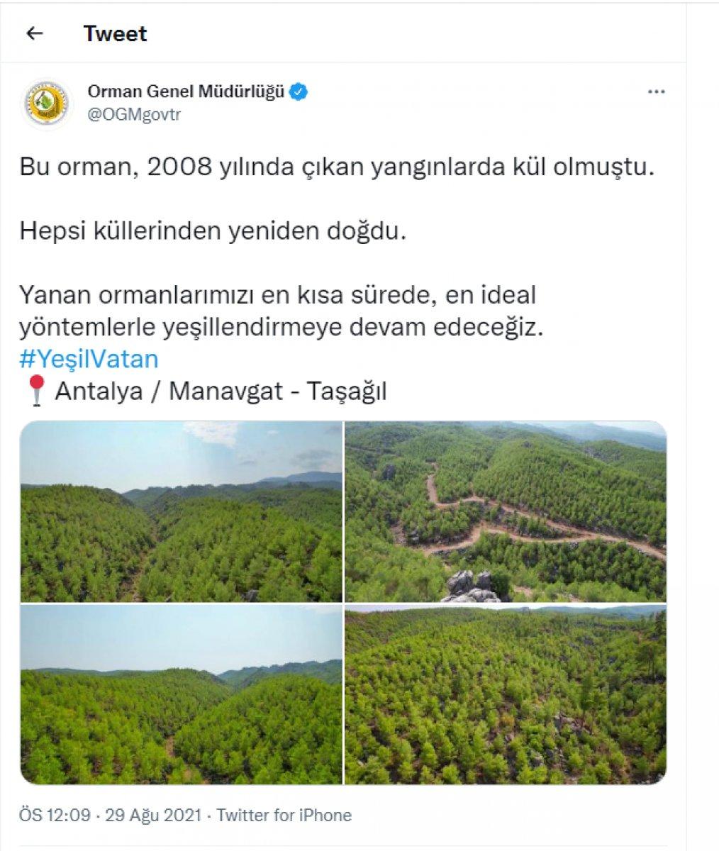 Manavgat'ta 2008 yılında yanan ormanlar yeniden yeşillendi