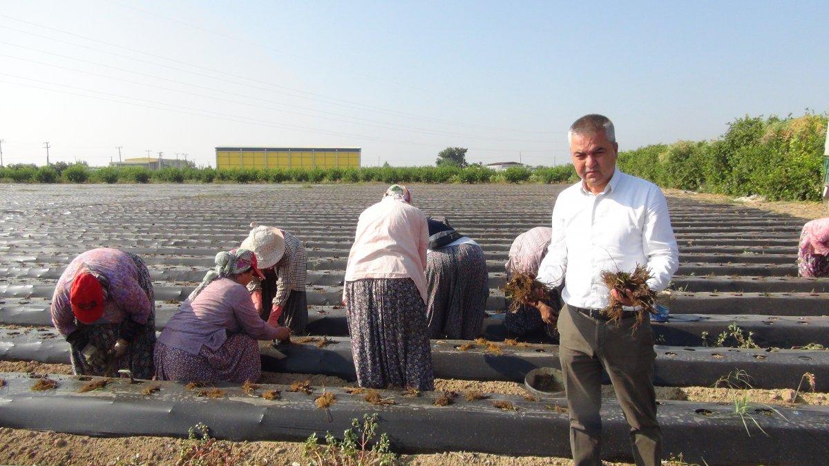 Silifke'de çilek üretimi