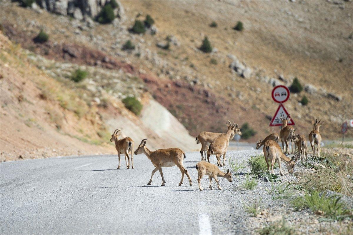 Tunceli'de dağlarda yiyecek bulamayan keçiler, tarlalara indi