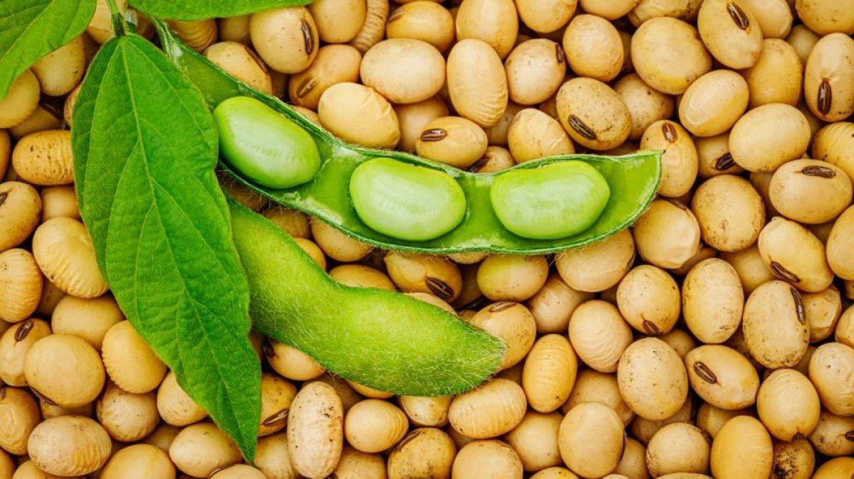 En çok folik asit içeren gıdalar