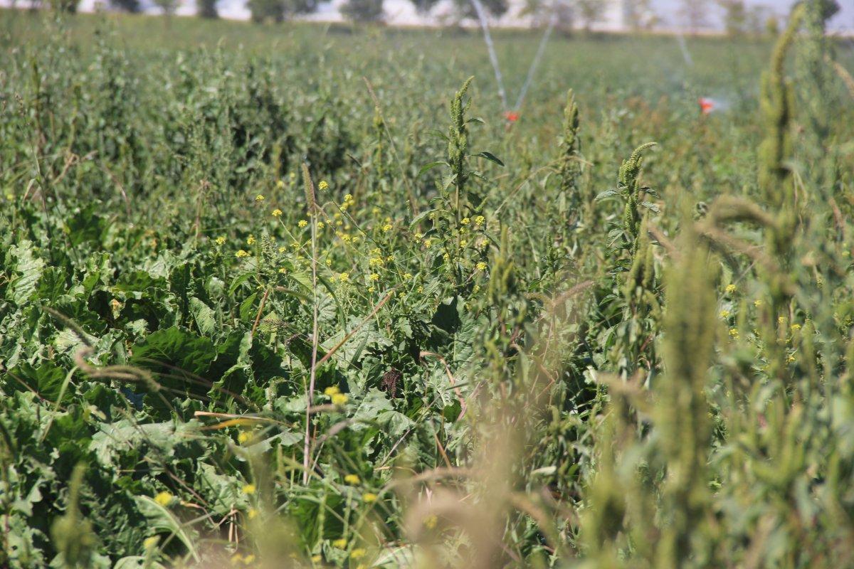 Konya Oavsı'na pancar ekildi