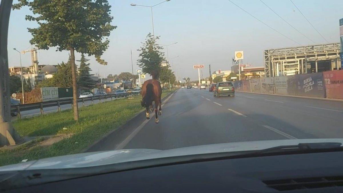 Bursa’da trafiğe çıkan at, sürücülere zor anlar yaşattı