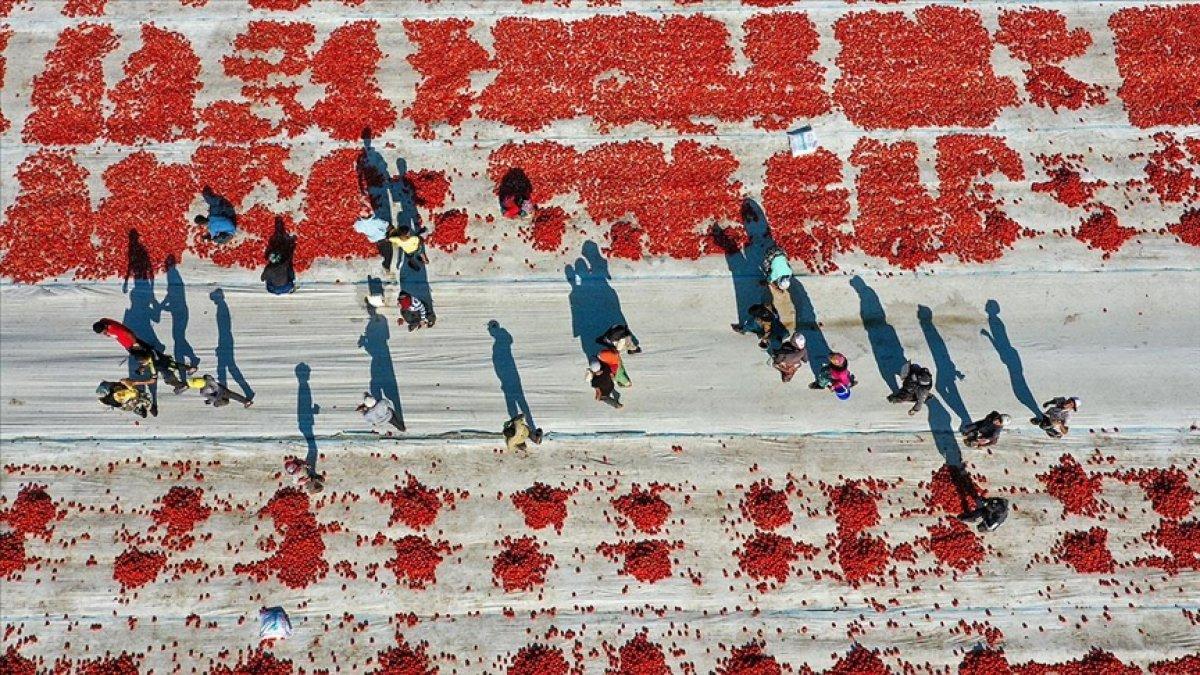 Kuru domates ihracatı arttı