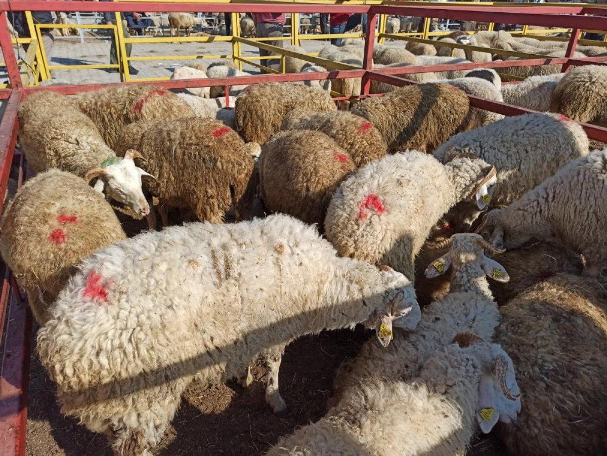 Hayvan pazarı kurulacak