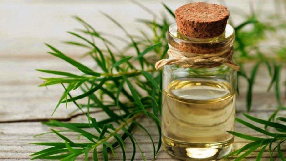 Bir damlası bile etkili: Çay ağacı yağının 7 mucizevi faydası